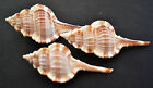 6 Beautiful Unique Murex Haustellum Shells 2 5 -3 5  Real Sea Shells Beach Craft