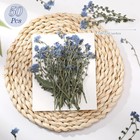 50 Pcs Natural Forget Me Not Pressed Dried Flowers Blue Don t