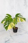 Monstera Aurea Cutting And Rooted Plants