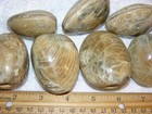 Clam Fossil Polished Jurassic Madagascar 2  Inch One  1  Fossil Clam Per Winner