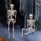 5 4ft Halloween Skeleton Full Body Life Size Skeleton Bones With Movable Joints