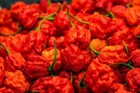 40 Fresh Picked Homegrown Small Batch Carolina Reaper Organic Peppers