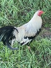 Poultry Chicken Gamefowl