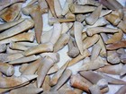 Saber Toothed Herring Fossil Teeth Enchodus Cretaceous Africa 20 Tooth Lots
