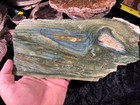 Polished Petrified Swamp Bog Wood Mcdermitt  Oregon Trout Creek Fm 10 25   x4 75   