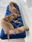 Tanned Red Fox Pelts Stole Or Wall Hanging - Adjoined Set Of Two