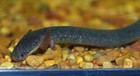 Lesser Siren  siren Intermedia  Amphibian Live 8-10 