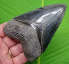4 40     Megalodon Shark Tooth Real Fossil - Museum Grade - No Restorations