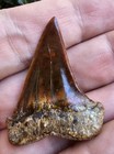 Peruvian Hubbelli Shark Tooth Fossil Not Megalodon Peru 1 78 