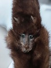 Vintage 1920s Mink Fur Wrap Full Body Mink Pelts  Stole  Shawl  Scarf   -b16