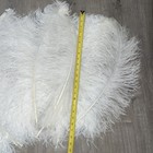 Lot Of 10 Genuine Natural  Ostrich Feathers 20-22     Inch White