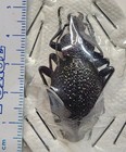 Carabidae Procerus Tauricus Ssp  Russia 43mm  Carabus Carabid Beetle Calosoma