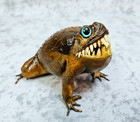 Cane Toad Freak Taxidermy Gaff Frog Oddities- Reptile Lizard Shark Teeth Monster
