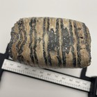 Mamm0th Tooth Fossil Rare Juvenile Ice Age Mammal Tooth Polished Venice  Florida