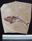Viper Fish - Eurypholis 123 - Stomach Remains - Cretaceous Fossils Lebanon