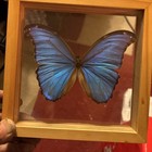 Real Butterfly Blue Morpho Didius In Woodenframe Double Glass