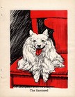 1940 Antique Samoyed Print Vintage Diana Thorne Samoyed Illustration 5567a