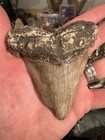 Big 4 13    Angustidens Shark Tooth South Carolina  Fossil Megalodon Ancestor