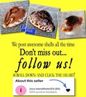 Cypraea Chinensis F  Hawaiiensis 31 4mm Ultra Rare Albino  One Of A Kind Beauty