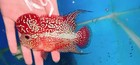 Kamfa F3 Flowerhorn  4    High-quality  Live Fish  Aquarium  Exotic Fish