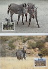 Hartman s Mountain Zebra   Namibia 1991 set Of 4 Maxi-cards   694-97 wwf   574-5