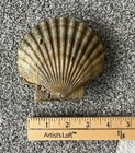 Complete Fossil Scallop Shell  Both Sides  5 Million Years Old  megalodon Era 