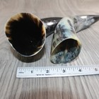 2 Polished Cow Horns  168    Natural Colored