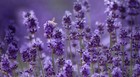 Wholesale  Lavender Ultra Blue Color Flower Buds Premium Dried Whole-4 Oz  1 Lb 