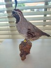 Gambels Quail Taxidermy Full Mount