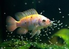 Brine Shrimp Eggs Jar  Premium Grade 90  Hatch Great Salt Lake Artemia Eggs