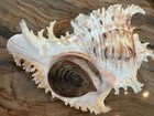 Muricidae Chicoreus Ramosus 184mm   Operculum Shell