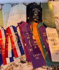 1979 To 1982 Vintage Cat Show Ribbons  lot Of 29  And School Ribbons  lot Of 4 