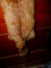 Huge Beautiful Tanned Red Fox Fur Pelt Skin Taxidermy F1 Man Cave Log Cabin Trim