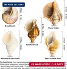 5pcs Large Hermit Crab Shells - Turbo 2 8-3 9  Opening 1 5-2 5    Natural Sea Co