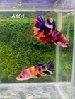 Betta Nemo Multi Live Fish High Quality Get Male Free Female  a101