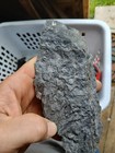 Tree Bark Or Seed Fossil 