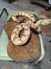  vintage Timber Rattlesnake Taxidermy Mount  crotalus Horridus  