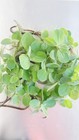 Mix 5 Kind Of  Live  Floating Aquarium Plants Combo Buy 2 Get 1 Free