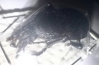 Carabidae Procerus Gigas 46mm A1 From Serbia - 4744