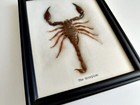 Real Giant Scorpion Taxidermy Insect Home Decoration In Wood Box Frame