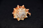 Specimen Strombus Alatus  operculum- 3  - Sanibel Island   Fl - Buy More Save   