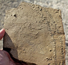 1 Fossil Trilobite Track     Crusiana