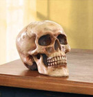 Realistic Human Skull Statue Polyresin Halloween Gothic Table Home Decor