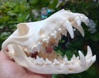 Large Beetle Cleaned Coyote Skull Animal Mammal Skull Taxidermy Has All Teeth