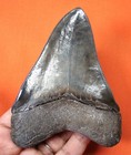 Megalodon Shark Tooth - Real - 4 04    - Shark Teeth - No Repairs - Serrated Blade