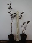 Ruby Thunderstruck  Crape Myrtle Starter Lagerstroemia  Rooted  starter  Plant