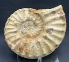 7    Diameter Fort Worth  Texas Cretaceous Fossil Ammonite  Mortoniceras Species