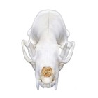 Taxidermy Real Animals Skulls  Real Bones Specimen  Taxidermy Supplies For