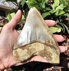Megalodon Shark Tooth 5 26  Fossil   Stand Fossilized Teeth  see Condition 