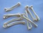 Lot Of Real African Pygmy Hedgehog Bones Arm Leg Femur Animal Skeleton Taxidermy